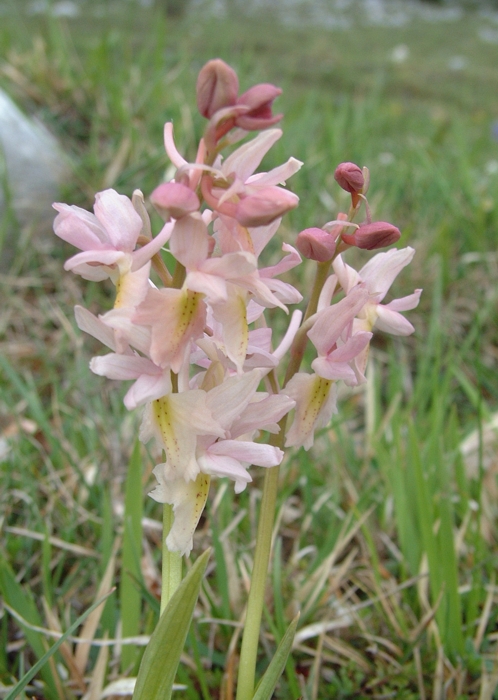 Orchis x colemanii (ibrido: Or. mascula x Or. pauciflora)